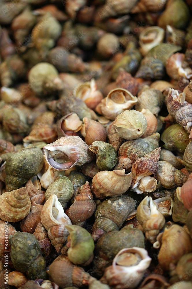FRESH COMMON WHELK buccinum undatum FRESH COMMON WHELK buccinum undatum