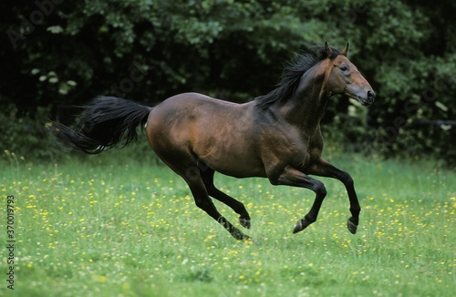 ENGLISH THOROUGHBRED HORSE  ADULT GALLOPING THROUGH MEADOW