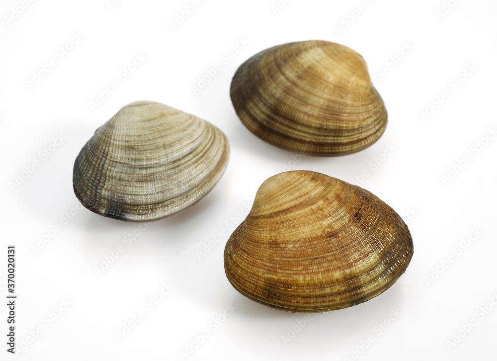 CLAMS venerupis sp AGAINST WHITE BACKGROUND CLAMS venerupis sp AGAINST WHITE BACKGROUND