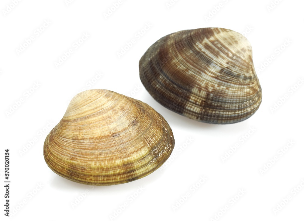 CLAMS venerupis sp AGAINST WHITE BACKGROUND CLAMS venerupis sp AGAINST WHITE BACKGROUND