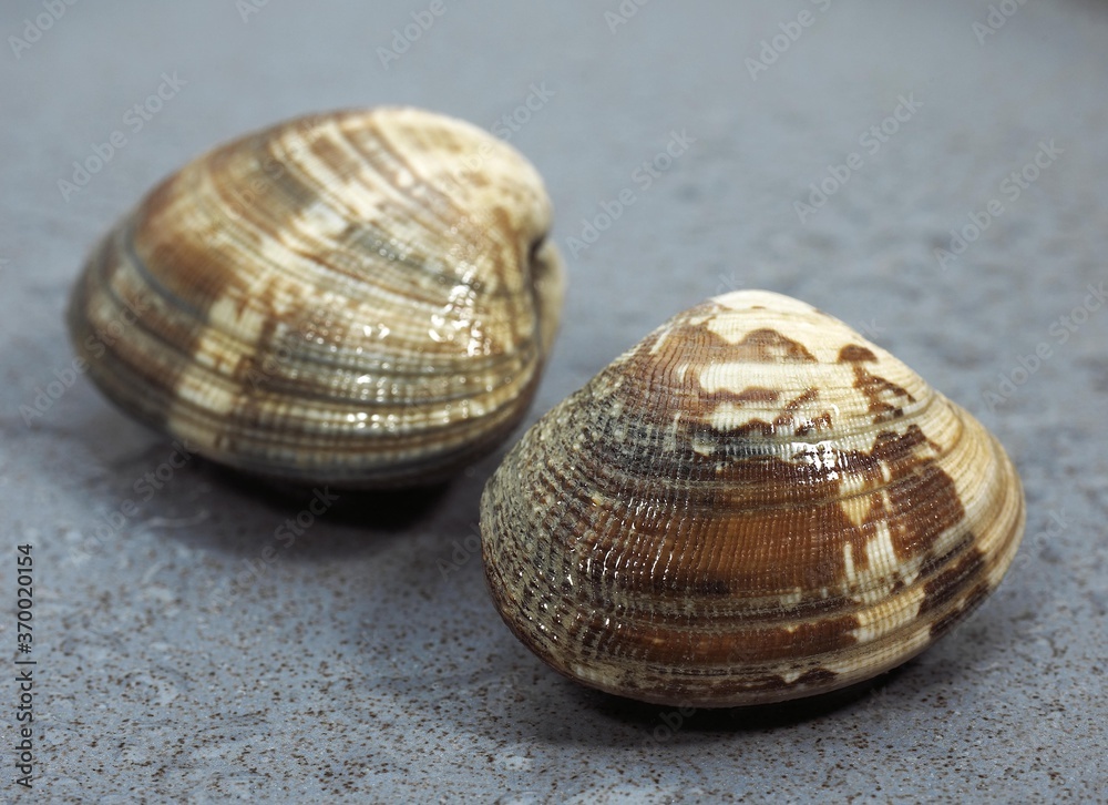 CLAMS venerupis sp AGAINST GREY BACKGROUND CLAMS venerupis sp AGAINST GREY BACKGROUND