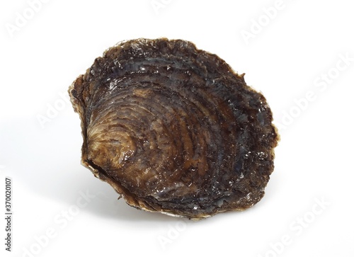 Photos BELON OYSTER ostrea edulis, A FRENCH SPECY
