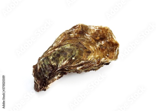 FRENCH OYSTER MARENNES D'OLERON ostrea edulis AGAINST WHITE BACKGROUND