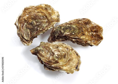 FRENCH OYSTER MARENNES D'OLERON ostrea edulis AGAINST WHITE BACKGROUND