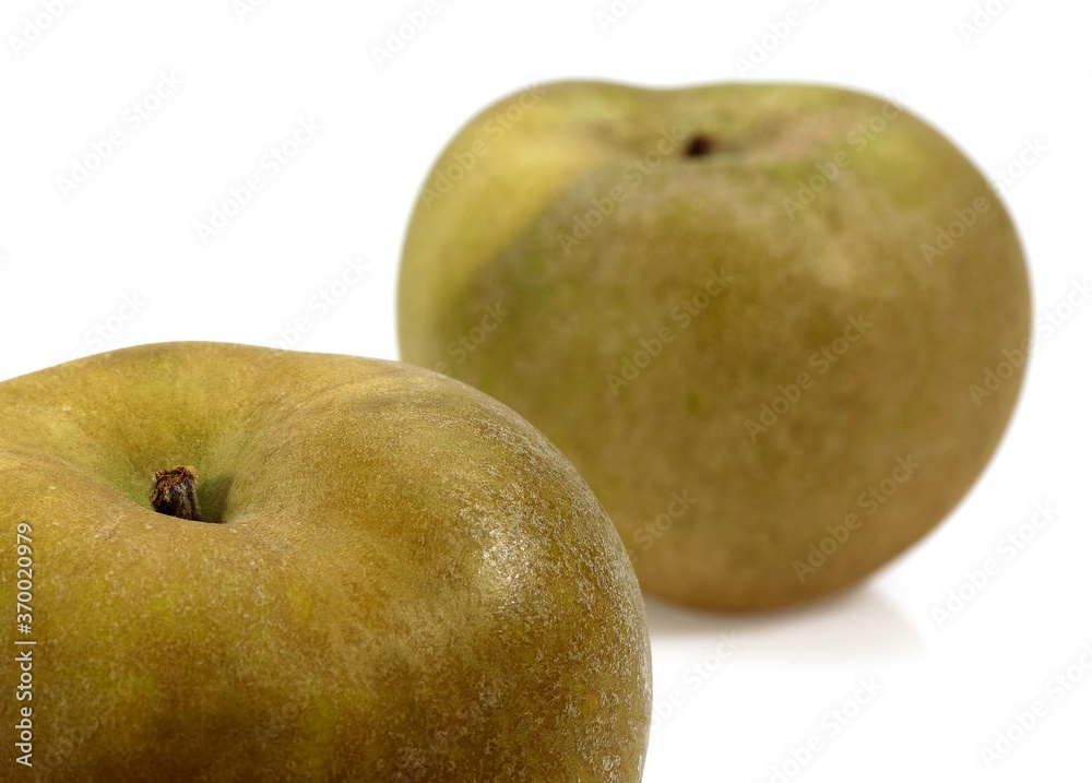 Canada Apples, malus domestica, Against White Background Canada Apples, malus domestica, Against White Background