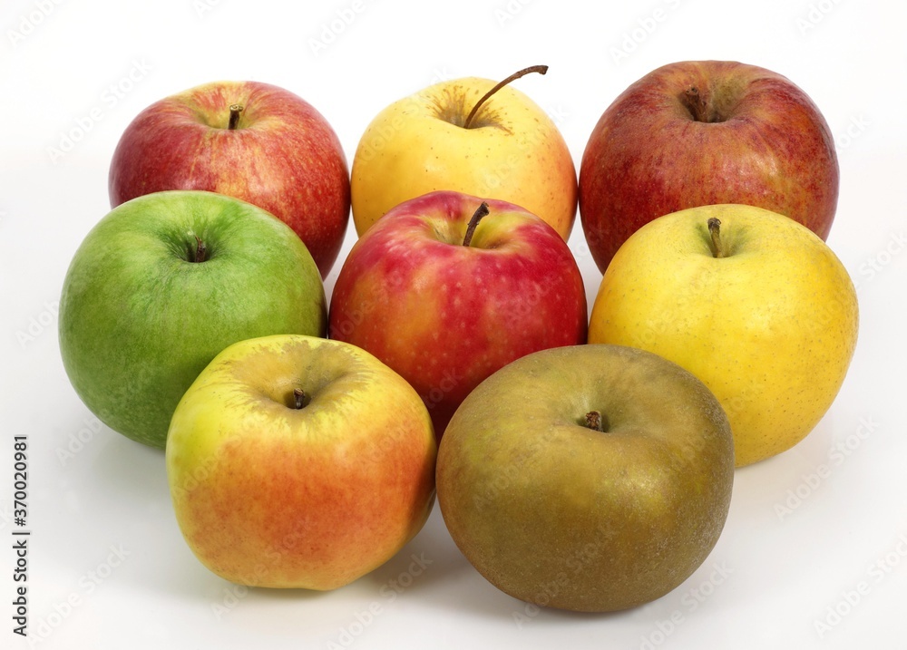 Apples, Calville, Canada, Golden, Granny Smith, Pink Lady, Royal Gala and Starling Apples, Calville, Canada, Golden, Granny Smith, Pink Lady, Royal Gala and Starling