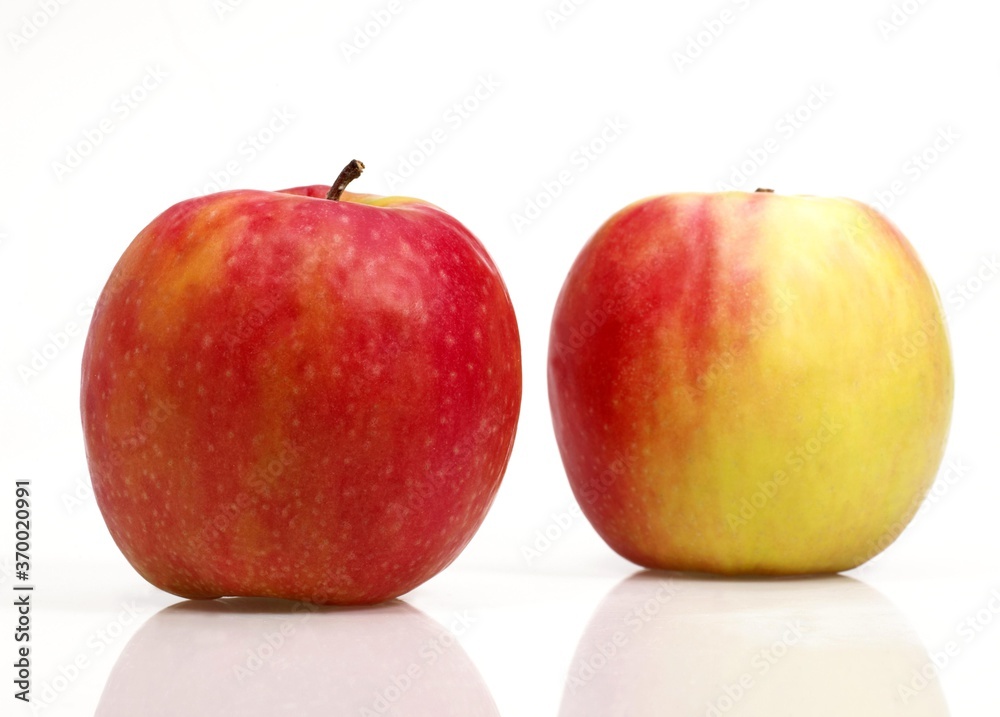Pink Lady Apples, malus domestica, Against White Background Pink Lady Apples, malus domestica, Against White Background