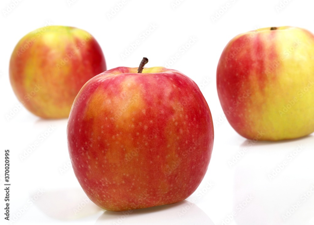 Pink Lady Apples, malus domestica, Against White Background Pink Lady Apples, malus domestica, Against White Background