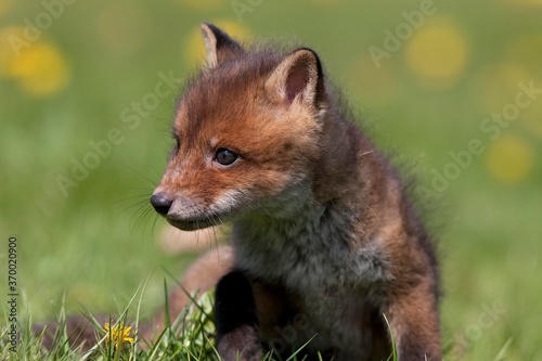 Red Fox, vulpes vulpes, Cub standing on Grass, Normandy