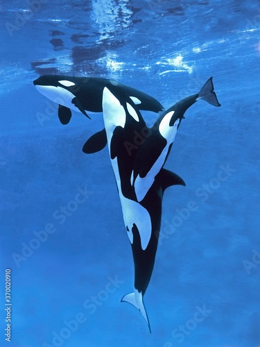 Fototapeta Killer Whale, orcinus orca, Mother with Calf