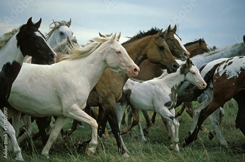 American Saddlebred Horse  Herd