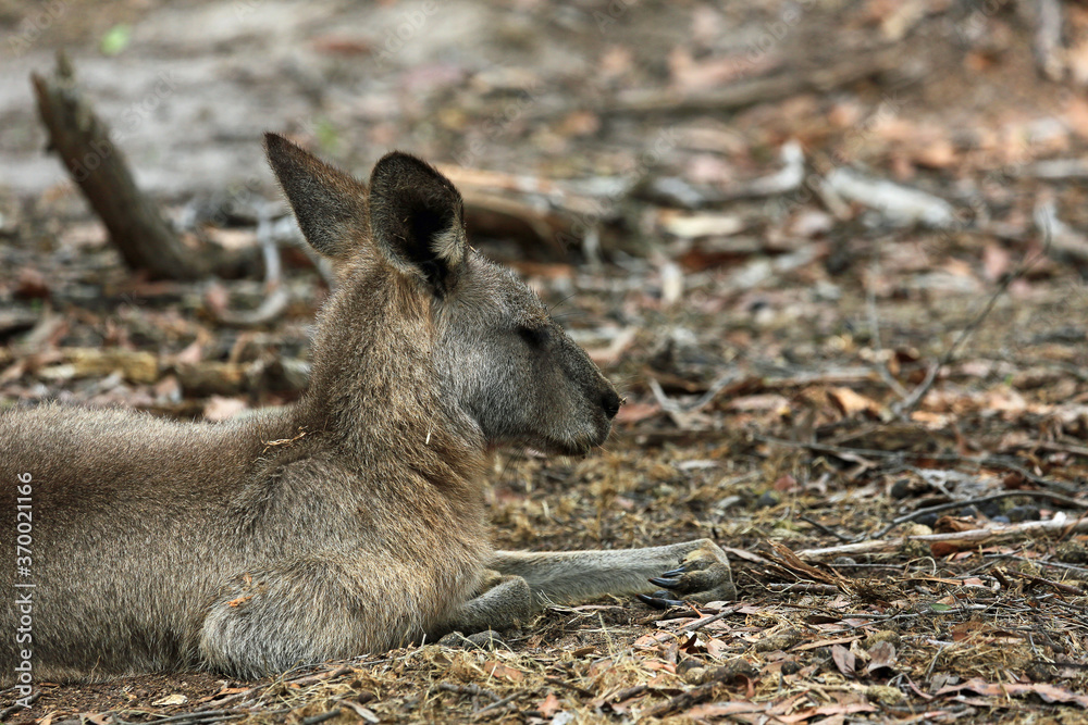 Fototapeta premium Sleeping kangaroo close up - Eastern Grey Kangaroo - Anglesea Golf Course, Victoria, Australia