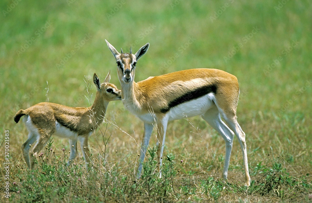 Thomson's Gazelle, gazella thomsoni, Mother with Young, Masai Mara Park in Kenya Thomson's Gazelle, gazella thomsoni, Mother with Young, Masai Mara Park in Kenya