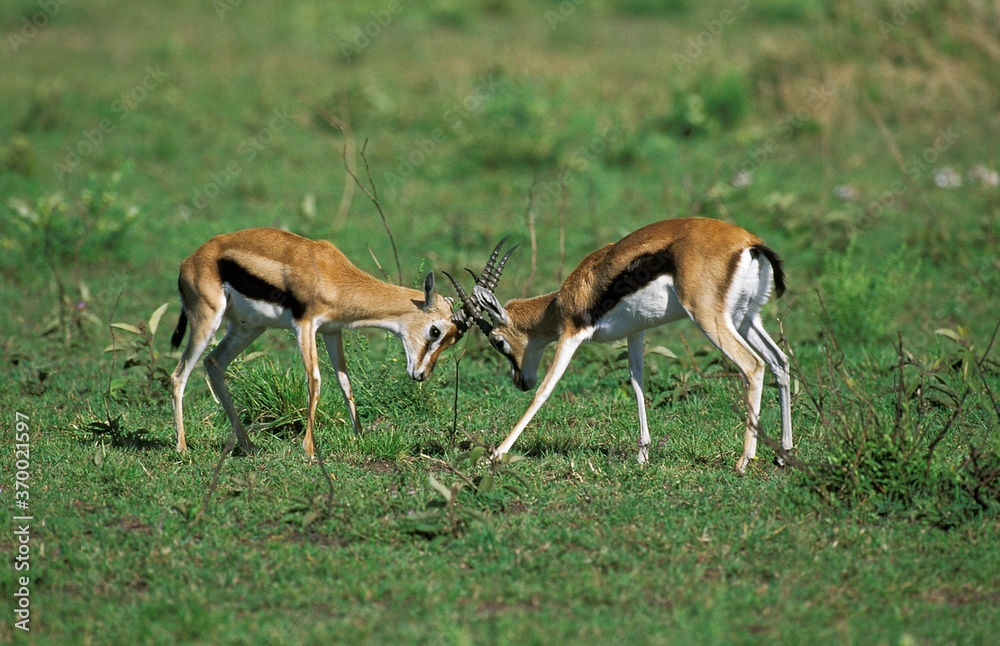 Thomson's Gazelle, gazella thomsoni, Males fighting, Masai Mara Park in Kenya Thomson's Gazelle, gazella thomsoni, Males fighting, Masai Mara Park in Kenya