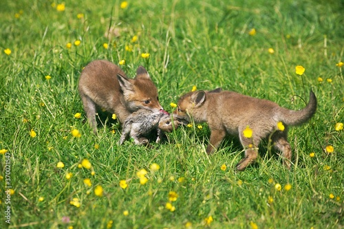 Red Fox, vulpes vulpes, Pup eating a Small European Rabbit in Mouth, Normandy