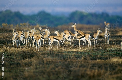 Thomson's Gazelle, gazella thomsoni, Herd, Masai Mara Park in Kenya