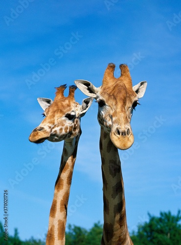 Rothschild's Giraffe, giraffa camelopardalis rothschildi, Portrait of Adults