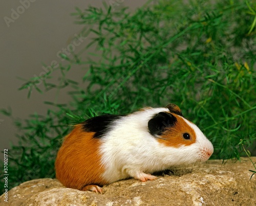 Guinea Pig, cavia porcellus, Adult standing on Stone