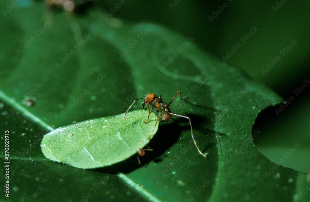 Leaf-Cutter Ant, atta sp., Adult carrying Leaf Segment to Anthill, Costa Rica Leaf-Cutter Ant, atta sp., Adult carrying Leaf Segment to Anthill, Costa Rica