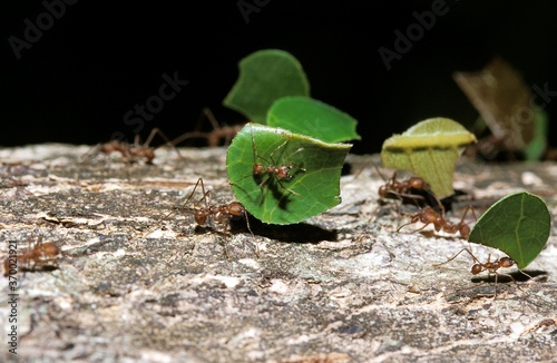 Leaf-Cutter Ant, atta sp., Adult carrying Leaf Segment to Anthill, Costa Rica © slowmotiongli