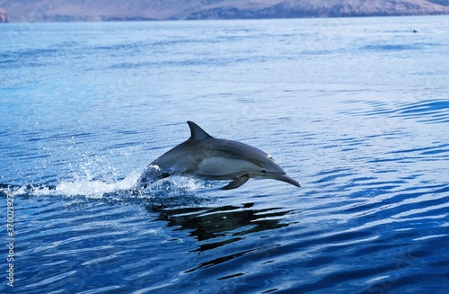 Common Dolphin  delphinus delphis  Adult Leaping  Mexico