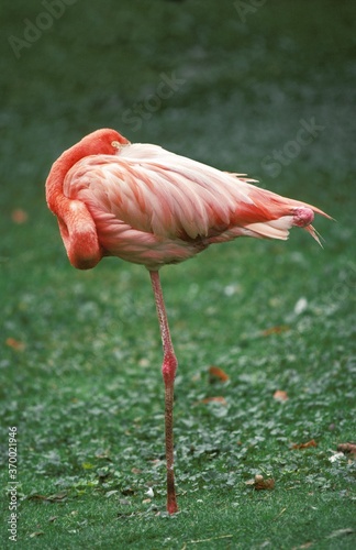 Greater Flamingo, phoenicopterus ruber roseus, Adult Sleeping