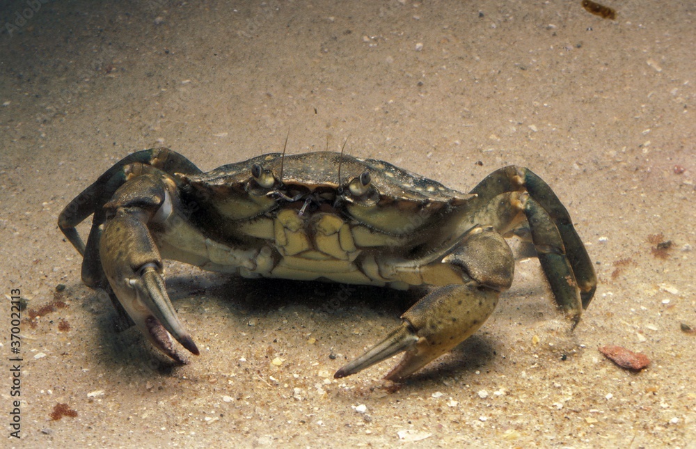European Shore Crab, carcinus maenas, Adult