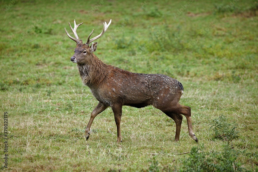 Sika Deern, cervus nippon, Male standing on Grass, Japan