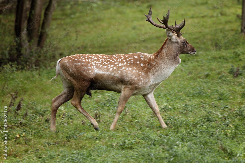 Persian Fallow Deer, dama mesopotamica, Male