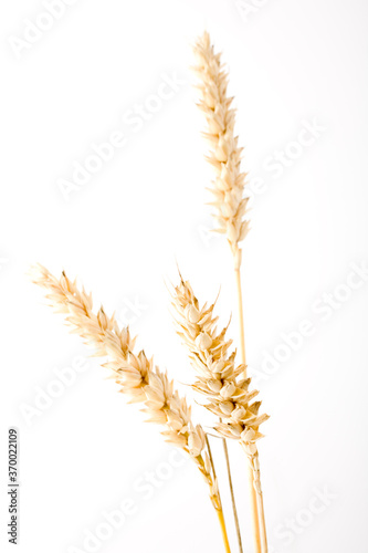 Landwirtschaft: Weizenähren