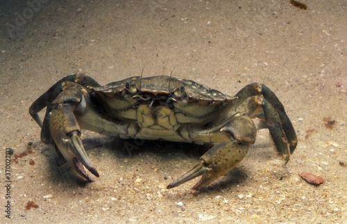 European Shore Crab  carcinus maenas  Adult