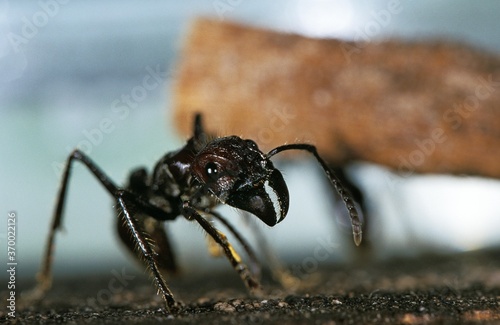 Bullet Ant, paraponera clavata, Costa Rica photo