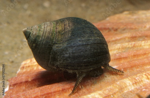 Carta da parati Common Periwinkle, littorina littorea