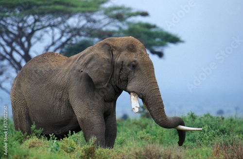 African Elephant  loxodonta africana  Adult Sleeping  Trunk put on Tusk  Kenya