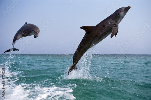 Bottlenose Dolphin, tursiops truncatus, Adults Leaping, Honduras