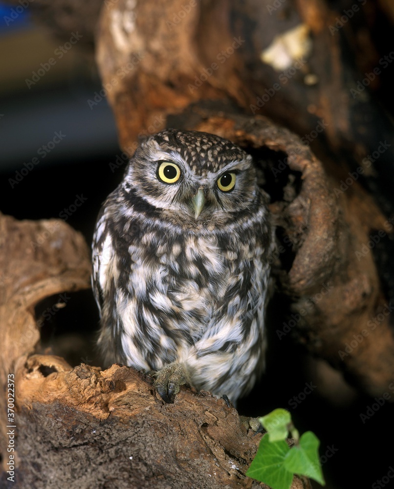 Little Owl, athene noctua, Adult standing on Branch Little Owl, athene noctua, Adult standing on Branch