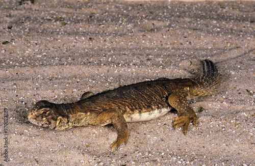 Egyptian Spiny-Tailed Lizard, uromastyx aegyptius, Adult © slowmotiongli
