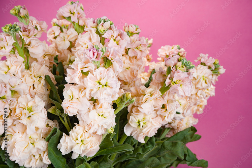 Luxurious bouquet of Matthiola on a purple background