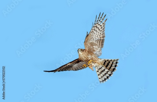 European Sparrowhawk, accipiter nisus, Adult in Flight