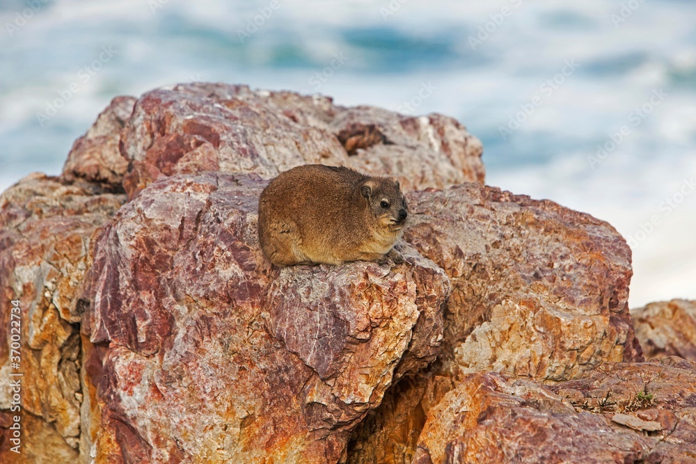 Obraz premium Rock Hyrax or Cape Hyrax, procavia capensis, Adult standing on Rock, Hermanus in South Africa