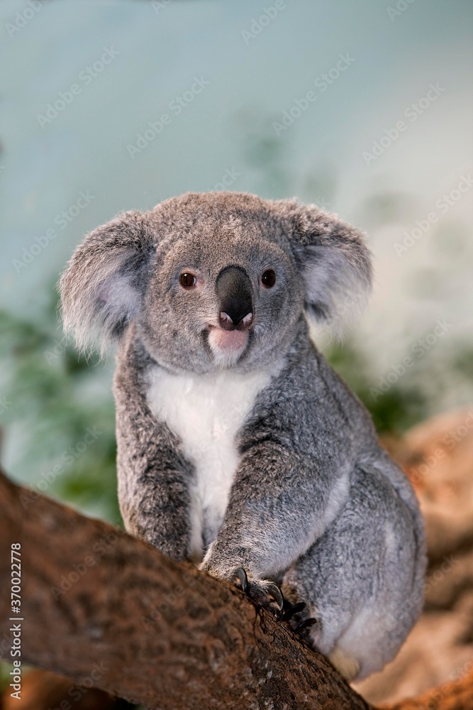 Obraz premium Koala, phascolarctos cinereus, Female sitting on Branch