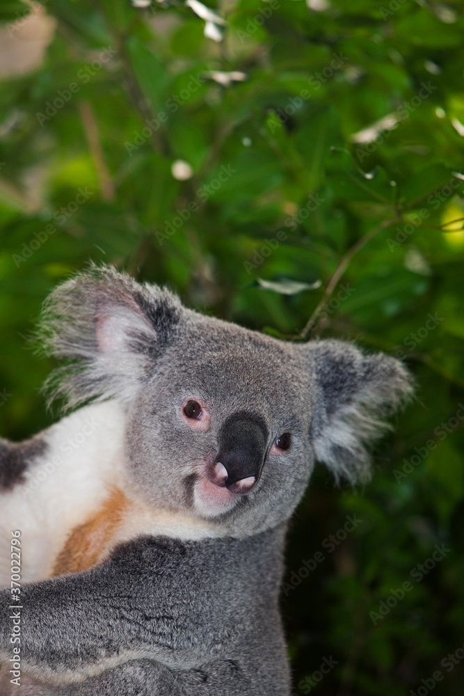 Koala, phascolarctos cinereus, Portrait of Male Koala, phascolarctos cinereus, Portrait of Male