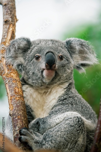 Fototapeta Naklejka Na Ścianę i Meble -  Koala, phascolarctos cinereus, Female sitting on Branch