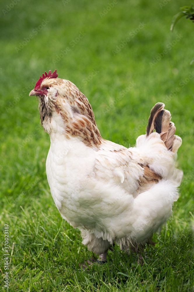 French Chicken called Faverolle, Hen standing on Grass French Chicken called Faverolle, Hen standing on Grass