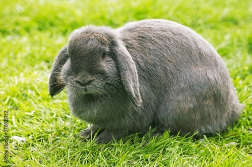French Lop-eared Rabbit, Adult standing on Grass