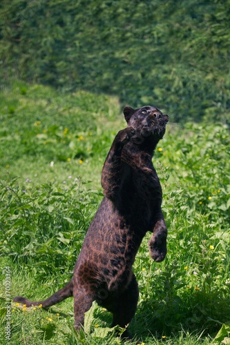 Fototapeta Black Leopard or Black Panther, panthera pardus, Adult Hunting, Standing on Hind