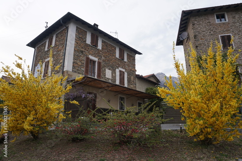 old houses in the village in ticino with yellow forsythia in full bloom