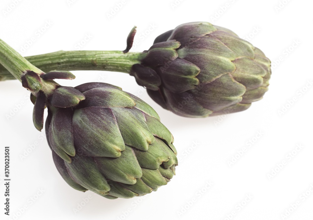 Obraz premium Artichoke, cynara scolymus, Vegetable against White Background