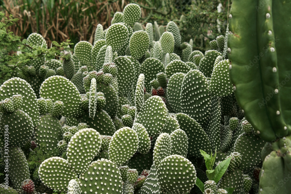 Desert flora. Cactus. Closeup view of a white Opuntia microdasys, also known as Bunny cactus. Its green leaves with white sharp thorns foliage, flower buds and fruits. Desert flora. Cactus. Closeup view of a white Opuntia microdasys, also known as Bunny cactus. Its green leaves with white sharp thorns foliage, flower buds and fruits.