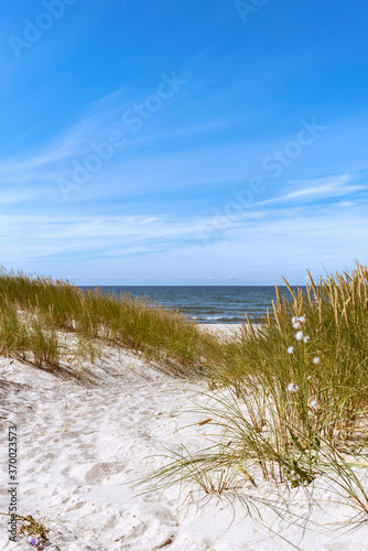 Sandy Path through the dunes leading to the beach. Sandy beach, Baltic Sea
